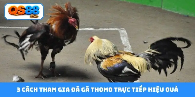 3 cách tham gia đá gà Thomo trực tiếp hiệu quả