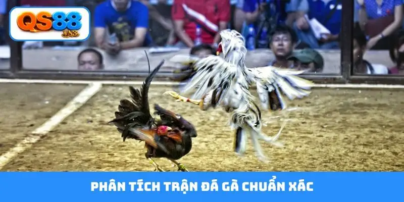 phân tích trận đá gà chuẩn xác