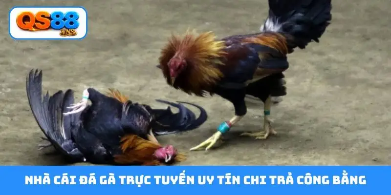 Nhà cái đá gà trực tuyến uy tín chi trả công bằng
