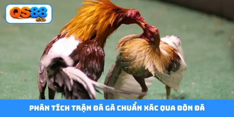 Phân tích trận đá gà chuẩn xác qua đòn đá