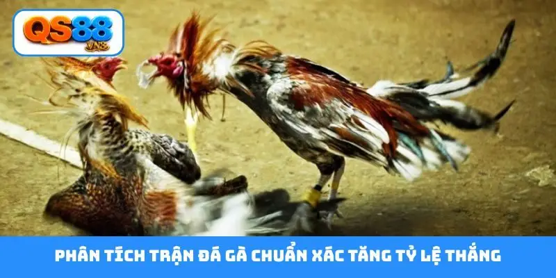 Phân tích trận đá gà chuẩn xác tăng tỷ lệ thắng